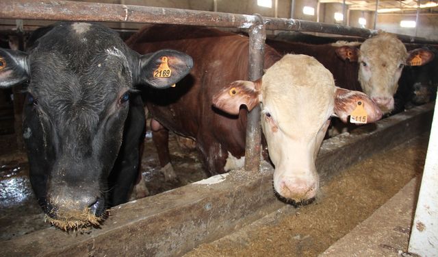 Besiciler şap hastalığından dertli: Üretici bitme noktasında