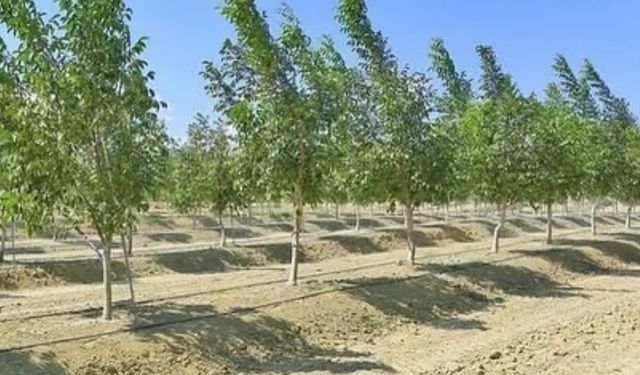 Bingöl Tarım ve Orman Müdürlüğünden ceviz üreticilerine sulama uyarısı