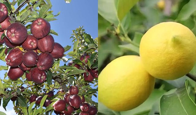 Elma ve limonun ihracatı kayda bağlandı