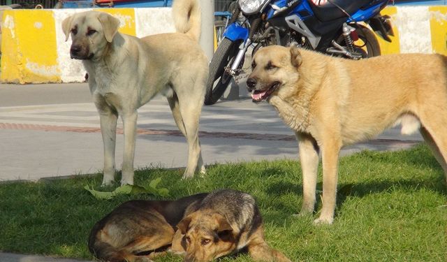 Mazıdağı’nda vatandaşlar sokak köpeklerinden şikâyetçi