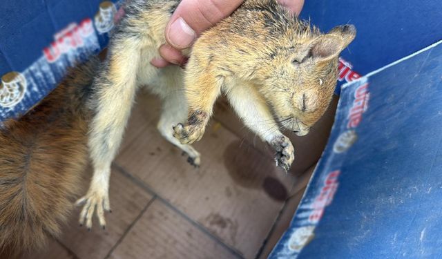 Şırnak’ta yaralı yaban hayvanları tedavi altına alındı