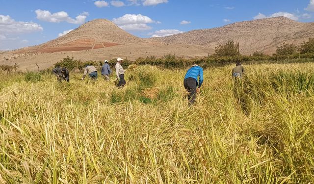 Batman'da çeltik hasadı başladı: Çiftçiler eski usulleri yaşatıyor