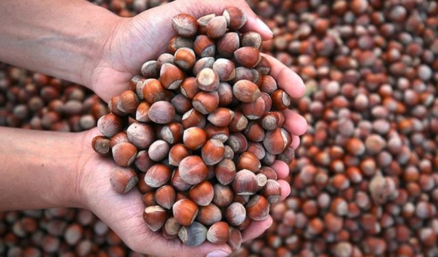 Düzce'den Avrupa'ya 15 bin tondan fazla fındık ihracatı