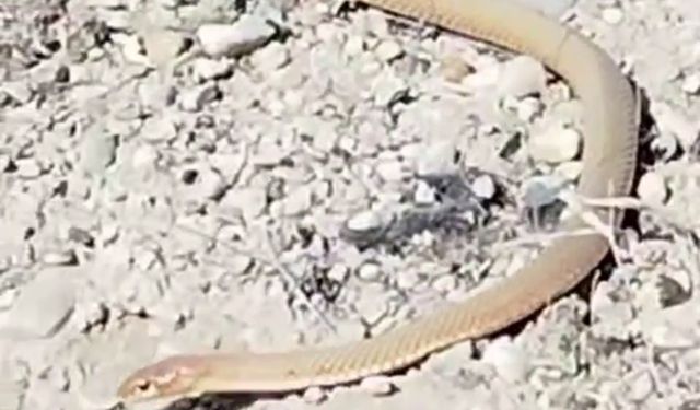 Malatya'da kırmızı yılan görüldü