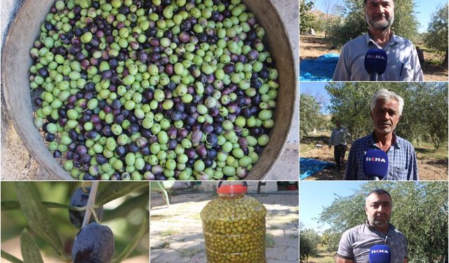 Mardin'de zeytin hasadı başladı: Kuraklık, rekolteyi vurdu