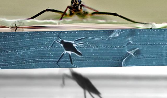 Su böceklerinin gizli mekanizması, arama-kurtarma robotlarına ilham verdi