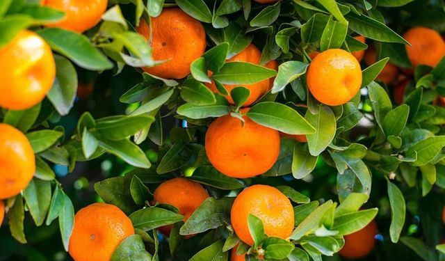 10 aylık mandalina ihracatı 375 milyon dolara ulaştı