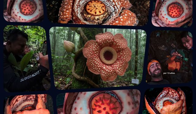 13 yıllık arayış, mutluluk gözyaşlarıyla bitti: Sumatra’da nadir Rafflesia hasseltii çiçeği açtı