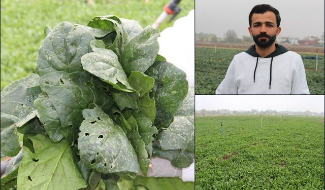 Ani dolu yağışı tarım alanlarında büyük zarara yol açtı, çiftçi destek bekliyor