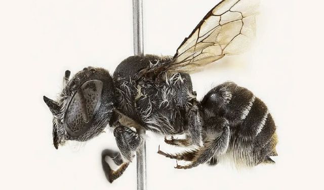 Avustralya’da boynuzlu yeni arı türü keşfedildi: Megachile Lucifer