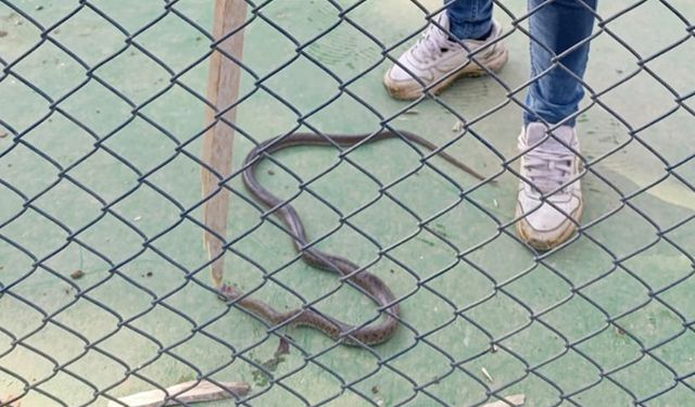 Batman'da lüks sitenin bahçesinde yılan paniği