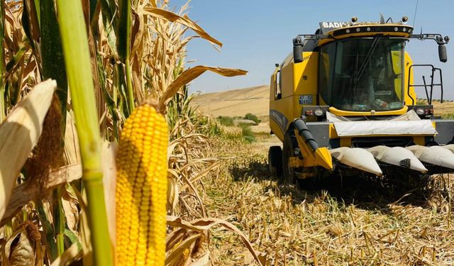 Mardin Ovası'nda mısır hasadı başladı: Verim iyi, fiyat çiftçiyi hayal kırıklığına uğrattı