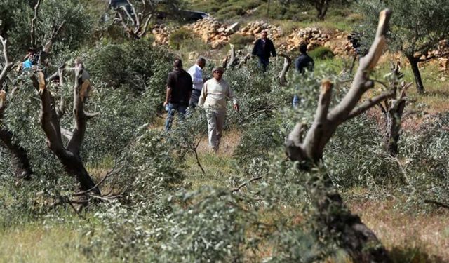 Siyonist rejim ve yerleşimci çetelerden zeytin hasadına 340 saldırı