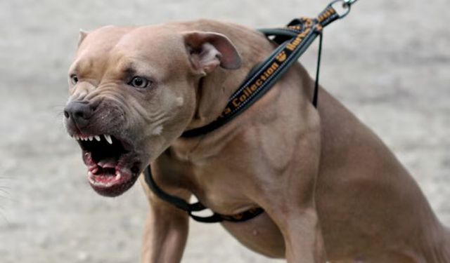Ankara'da pitbull dehşeti: 2 küçük kardeş saldırıya uğradı
