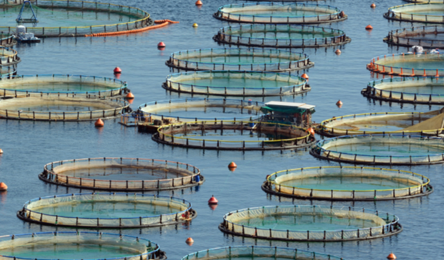 Bakan Yumaklı: Türkiye, su ürünleri avcılığı ve yetiştiriciliğinde bölgesinde lider konumda