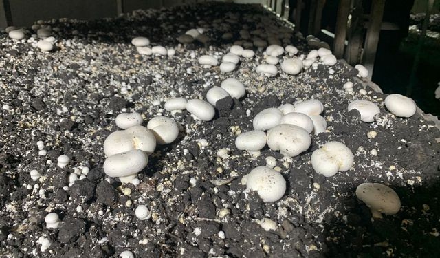 Batman'da kültür mantarı hasadı başladı