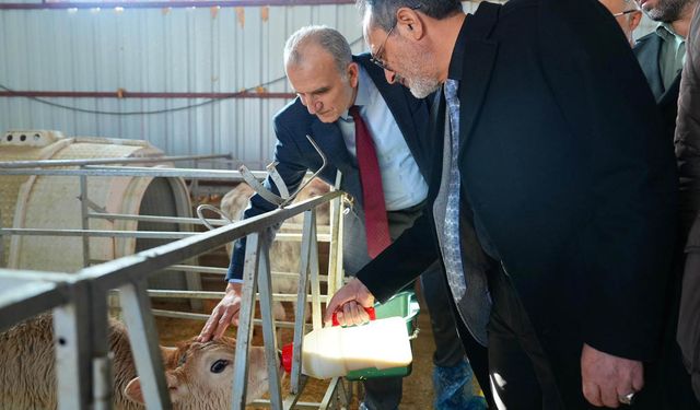 Bingöl Üniversitesi’nde yeni doğan buzağılar kampüse neşe kattı