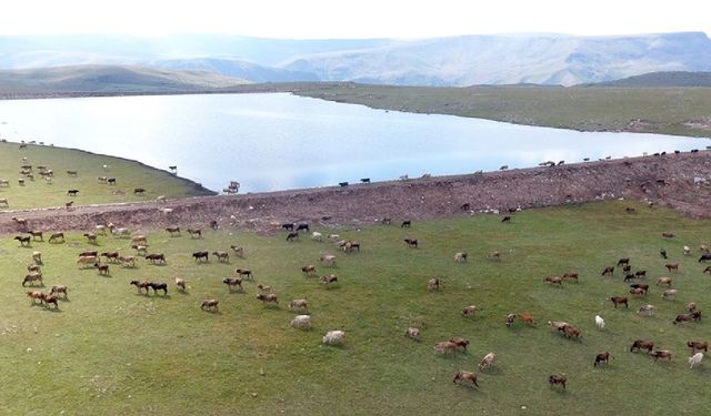 Erzurum’da gölet yapımıyla hayvancılığa destek sağlanıyor