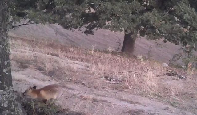 Foto kapanlar kızıl tilkilerin gündüz aktifliğini ortaya çıkardı