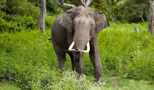 Hindistan’da yabani filler 5 kişiyi öldürdü