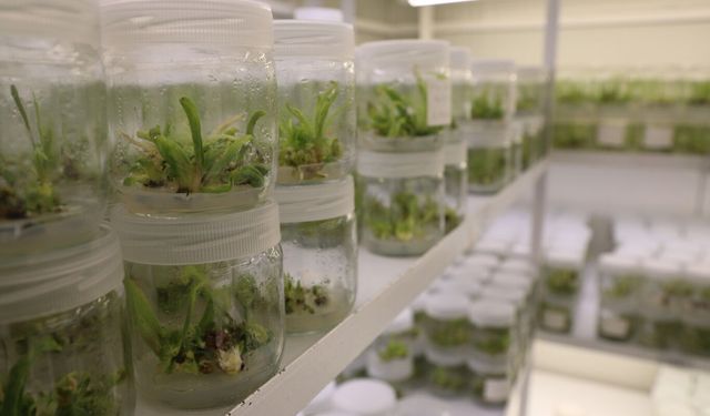 “Şifa deposu” ak zambak, üniversite laboratuvarında çoğaltılıyor
