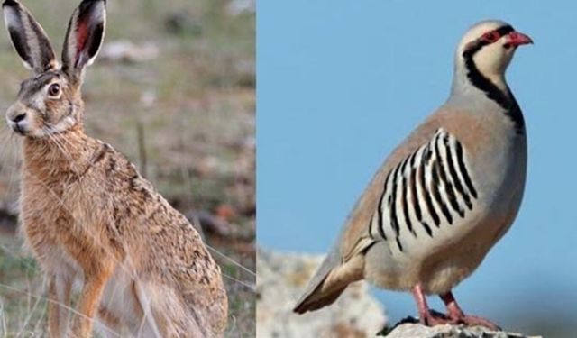  Siirt’te keklik, yaban tavşanı ve tilki avı sezonu kapandı
