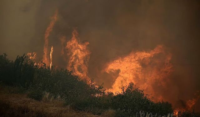 Şili'de orman yangınları: 15 ölü