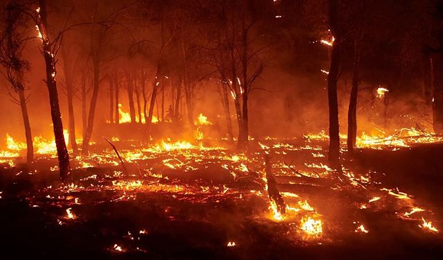 Şili'de orman yangınlarında ölü sayısı 19'a yükseldi