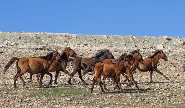 Batman'da yılkı atları gün doğumunda görüntülendi