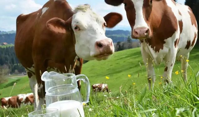 Ocakta 944 bin 926 ton inek sütü toplandı