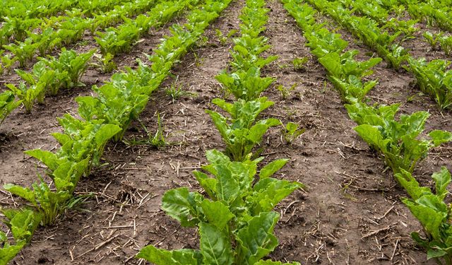 Pancar üreticilerine 16 milyar 902 milyon TL ödeme yapıldı