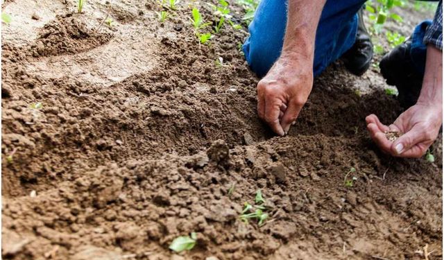 Tahıl tohumluklarında yeni dönem: Sertifikasyon işlemleri TYS üzerinden yürütülecek