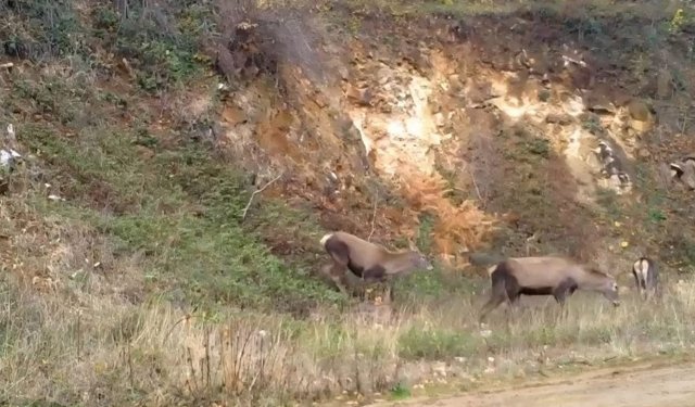 Bursa'da kızıl geyikler görüntülendi