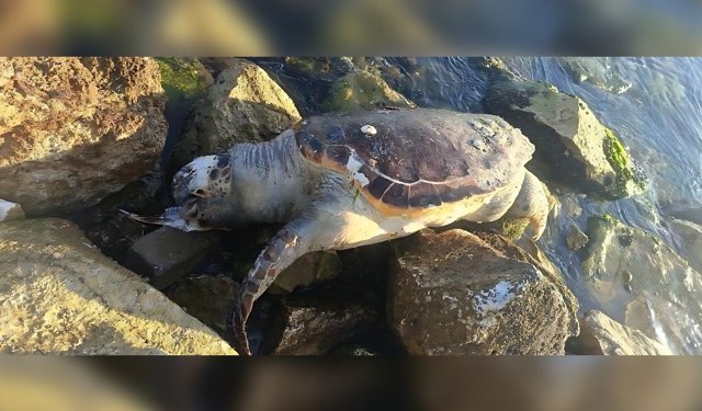 Güzelbahçe sahilinde caretta caretta kıyıya vurdu