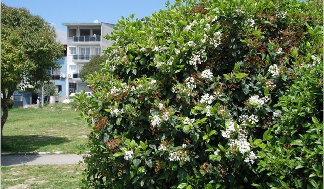 İzmir'de bahar yüzünü gösterdi