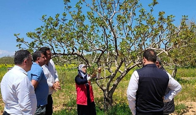 Şanlıurfa'da fıstık bahçelerinde uygulamalı bakım çalışması