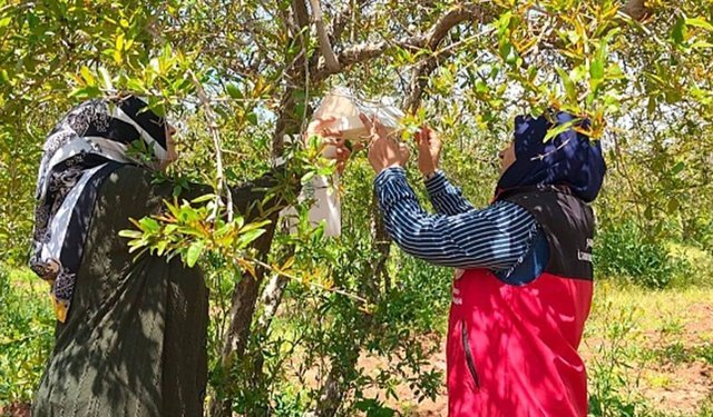 Şanlıurfa'da nar bahçelerinde zararlı alarmı