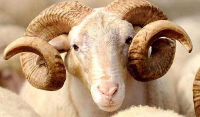 Battalgazi'de kurban kesim yerleri belirlendi