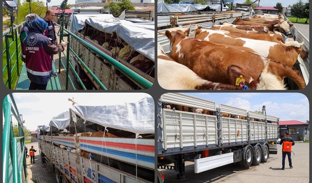 Bingöl'den batı illerine kurbanlık sevkiyatı başladı