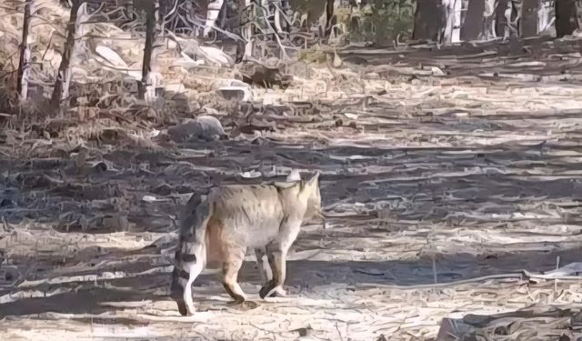 Bursa'da gizemli yaban kedisi foto kapanla görüntülendi