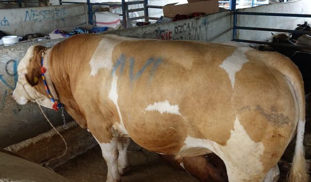 Bursa'da tonluk kurbanlık danalar rekor fiyata alıcı buldu