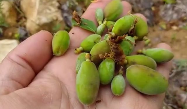 Darende'de dolu yağışı kayısıyı vurdu