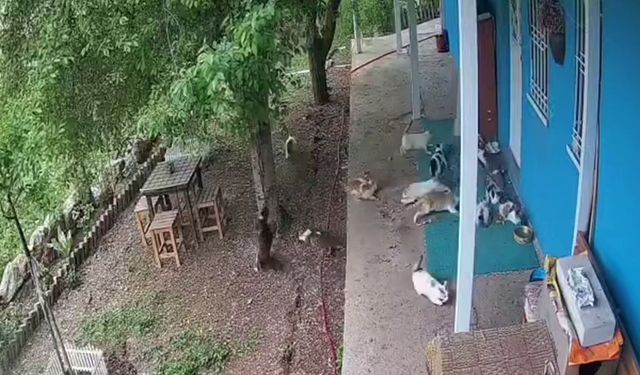 Depremde kedilerin kaçma anı kameralara yansıdı