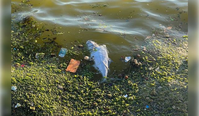 İzmir Bayraklı sahilinde çevre kirliliği dikkat çekiyor