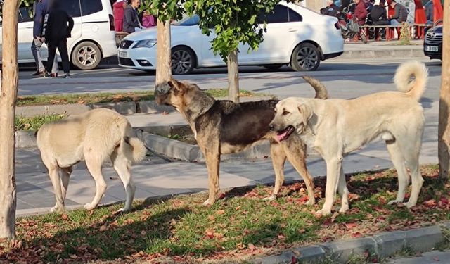 Köpek saldırılarına tepki: İhmallerin bedeli olmalı