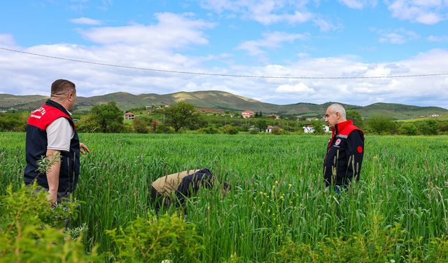 Malatya'da hububat ekili alanlarda inceleme yapıldı