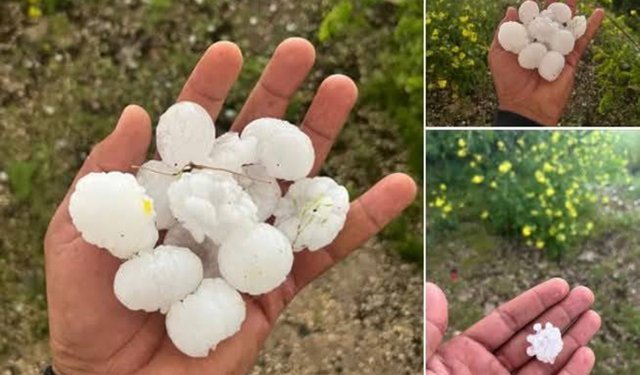 Şanlıurfa'da dolu yağışı fıstık bahçelerine zarar verdi