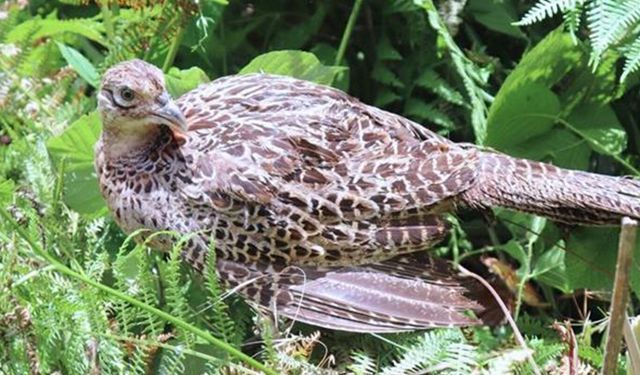 51 bin keklik ve sülün doğaya bırakılacak: Kene ve kahverengi kokarcaya biyolojik mücadele