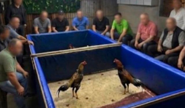 Aliağa'da horoz dövüşü operasyonu: 14 kişi hakkında işlem yapıldı