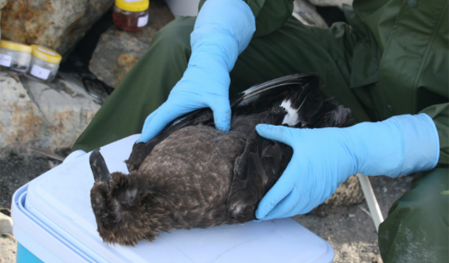 Avustralya'da ilk H5N1 kuş gribi vakası tespit edildi